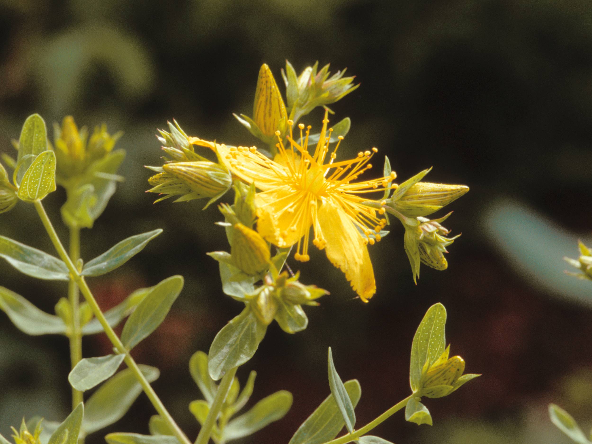 Hypericum / Johanniskraut Blüte und Pflanze