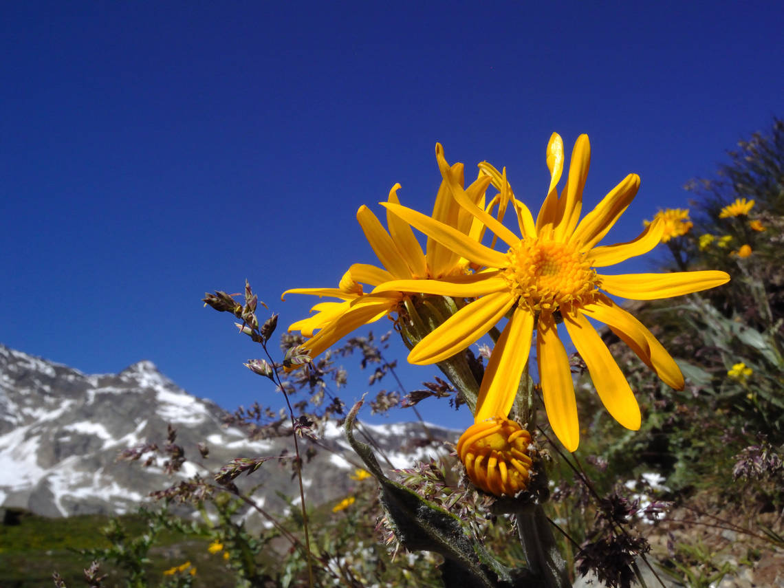 arnica blühte und im Hintergrund sind verschneite Bergen zu sehen.